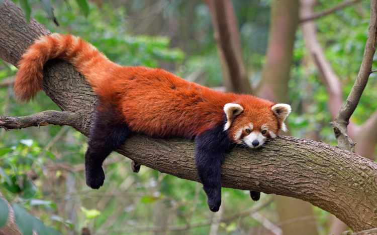 Panda Rojo durmiendo
