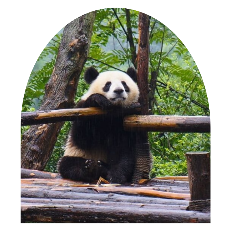 Pandas en Chengdu