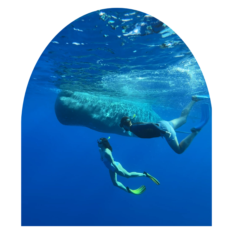 Ballenas